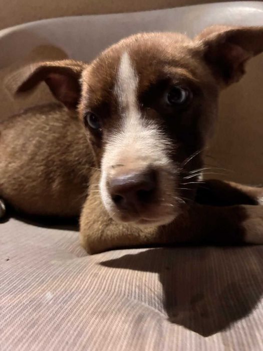 Cães para oferecer