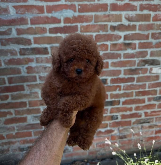 Супер красунчік той пудель ред браун