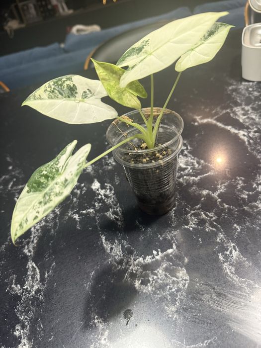 Alokazja frydek variegata