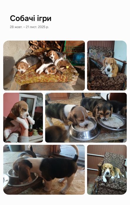 ЦуценятаБігляХерсон