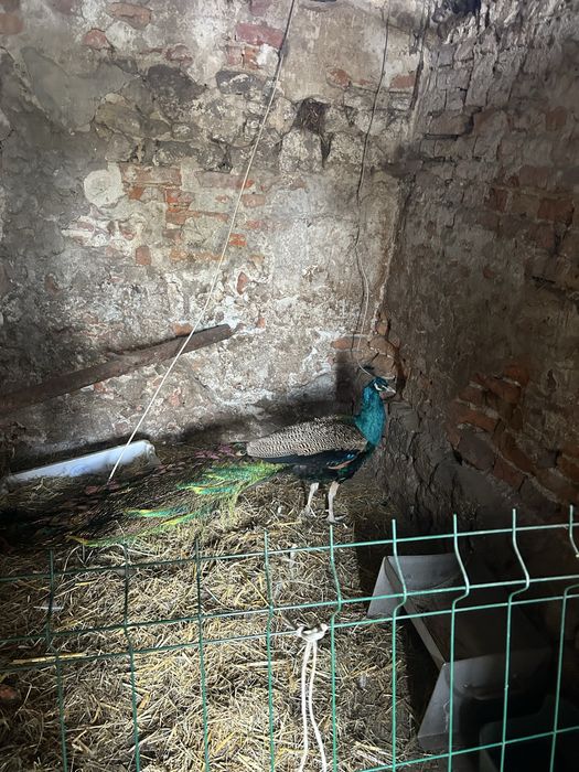 Sprzedam pawia Samiec .