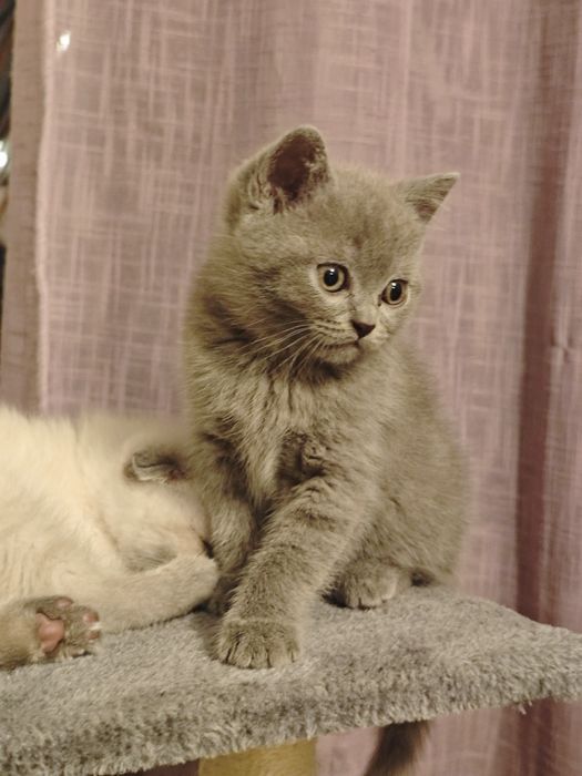 REZERWACJA Kot szkocki niebieski