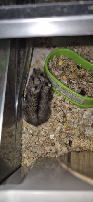 Джунгарик домашній