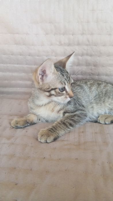 Gatinhos para adoção responsável