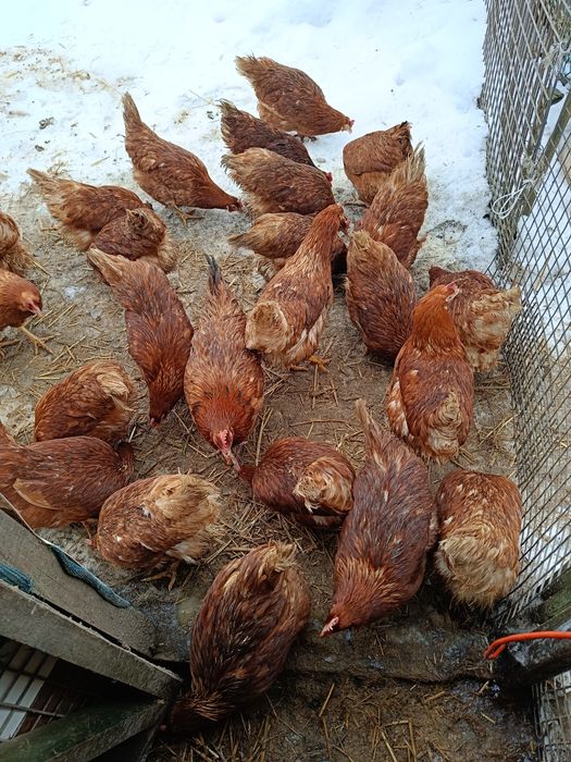 Kury nioski z własnej hodowli