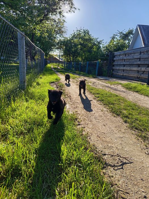 Шпіц і лабрадор ,дитячі собаки.