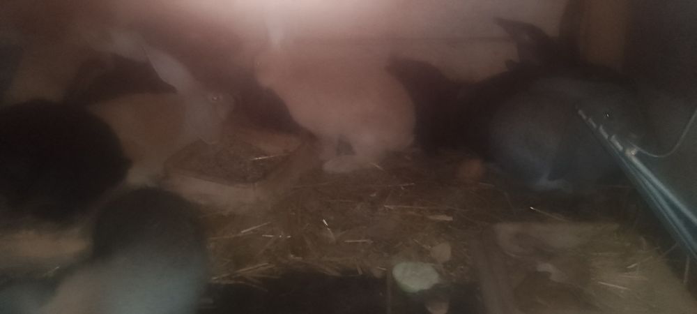 Sprzedam króliki na sztuki likwidacja hodowli