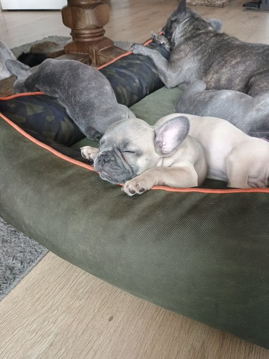 Buldog francuski dziewczynka