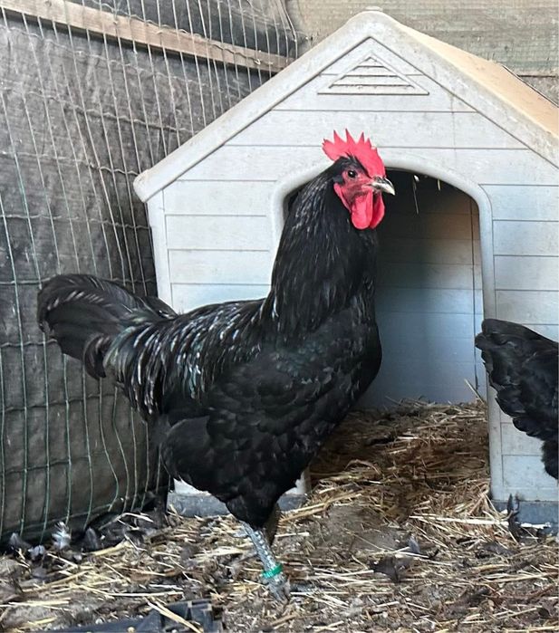 Jersey gigante Negro