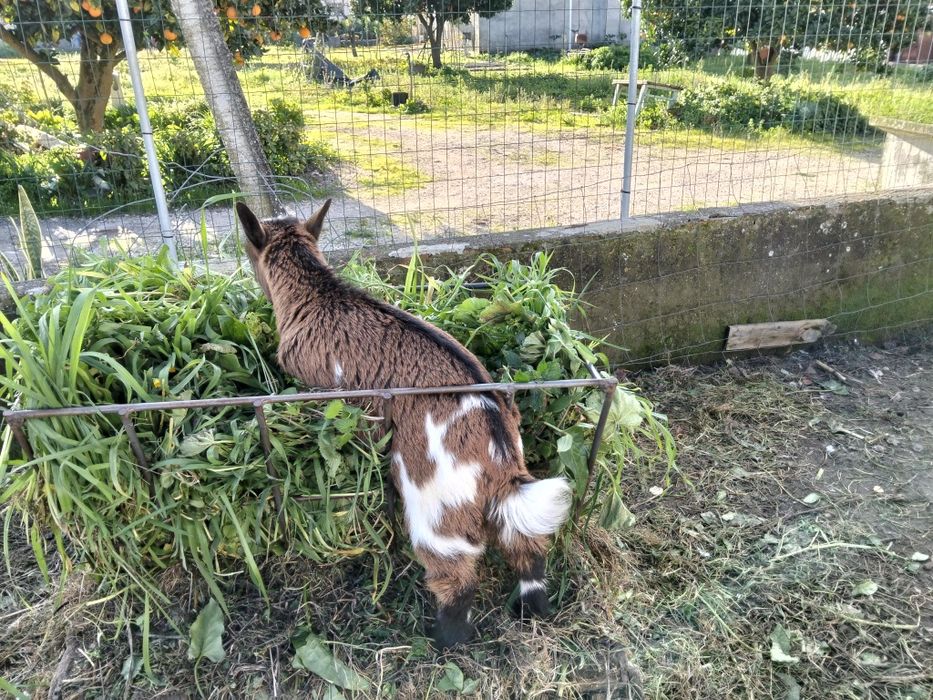 Casal de cabritos anões