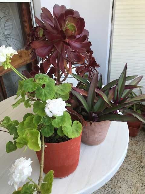 Presentinhos de Natal