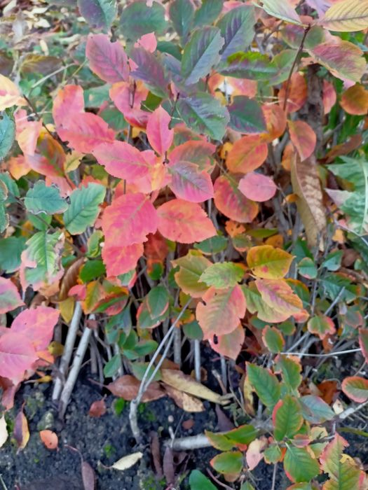 Sadzonki aronia duże krzewy