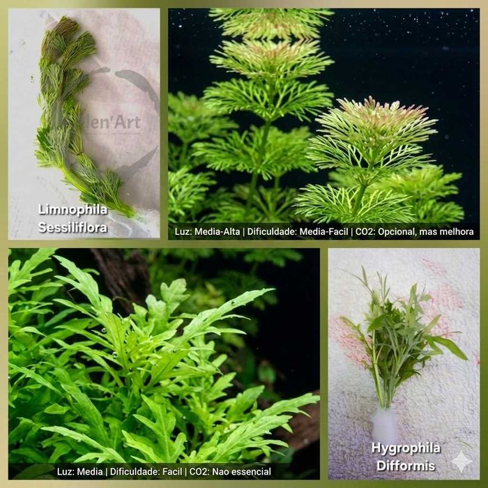 Pack 40x | 7 Espécies de plantas Aquário - Manutenção Fácil