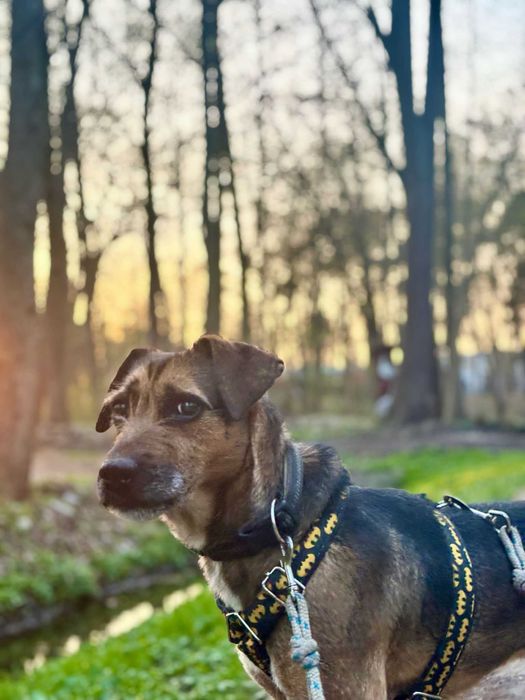 Szukamy domu dla HACHIKO - będzie Twoim najlepsim przyjacielem