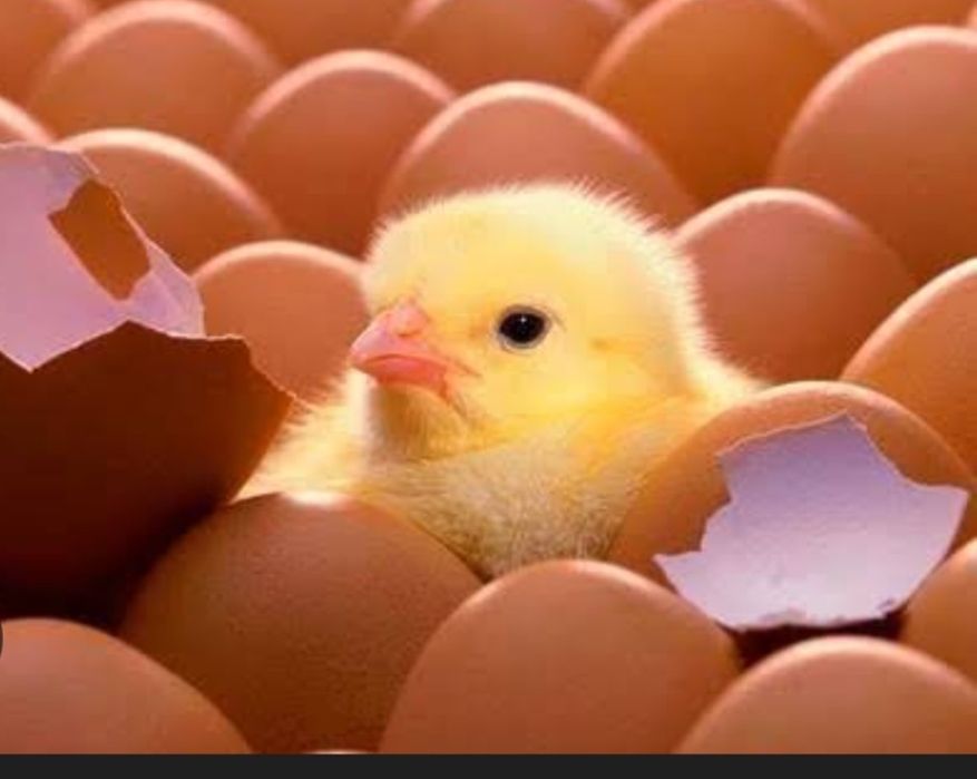 Інкубаційні яйуя свіжайші  КУРИ ВЕСЕЛКА