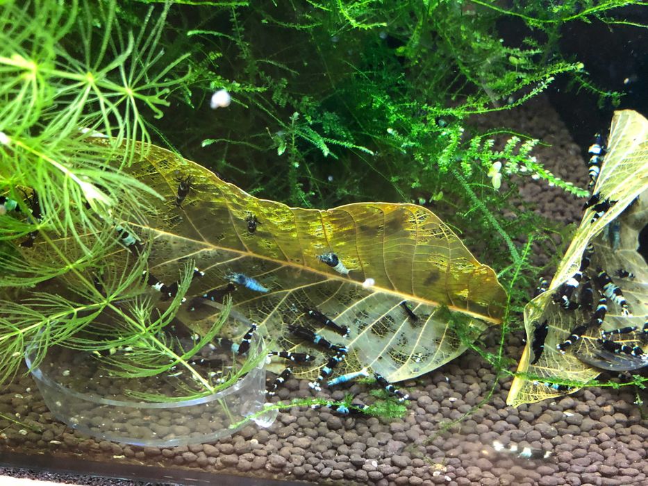 Stabilne krewetkarium