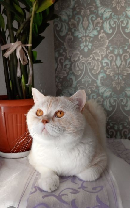 Шотландський  кіт в"язка