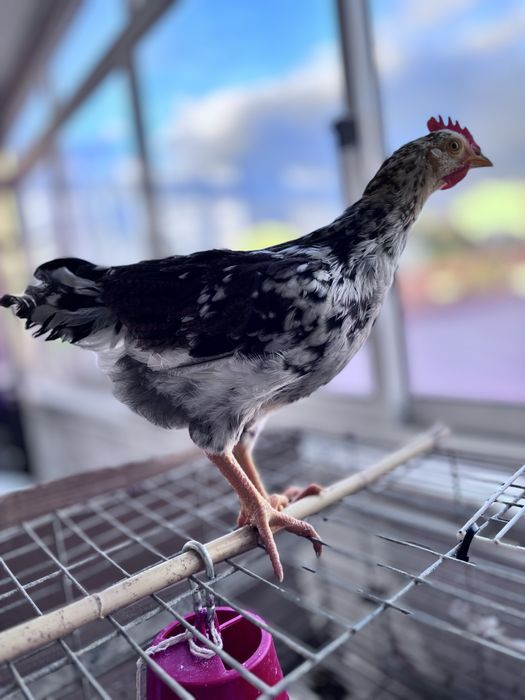 Rhode Island Red 100% puro e legorne