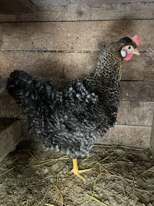 Ovos de galinha galados