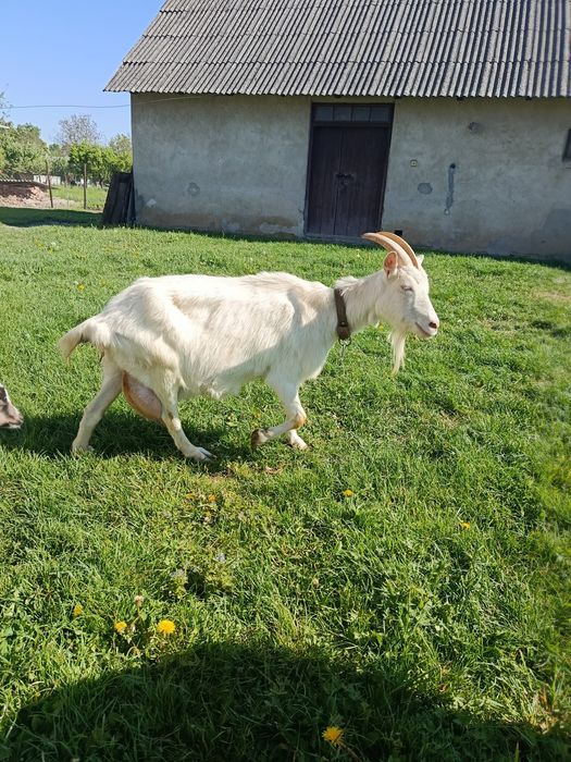 Продам дійну козу