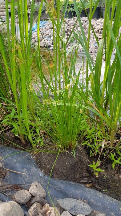 Rośliny do oczka - Sit rozpierzchły