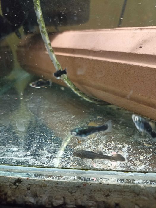 Zbrojniki Green Dragon mlody