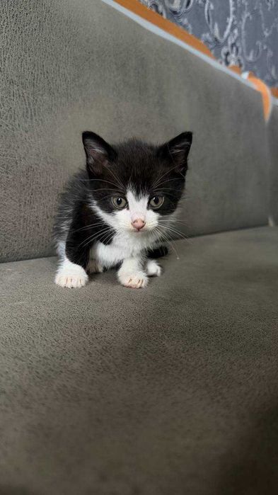 Котята в добрі руки