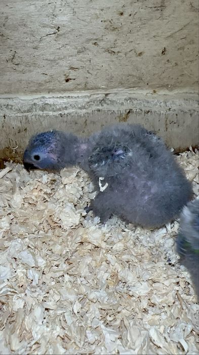 Loris molucanos para criar a mão