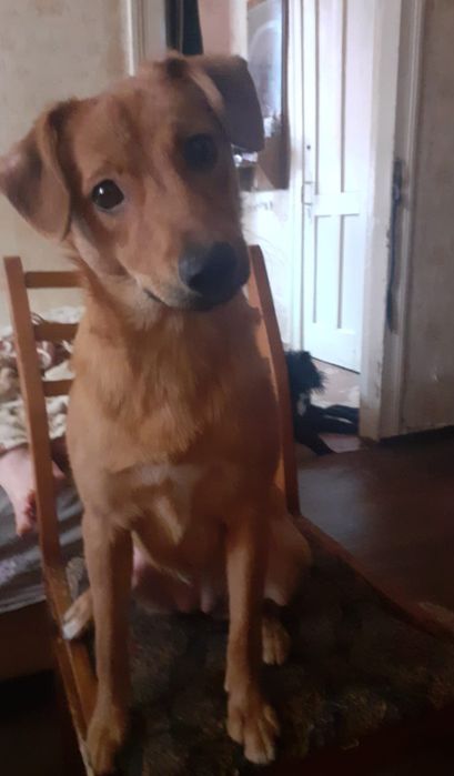 Отдам щенков (3 ое девочек)