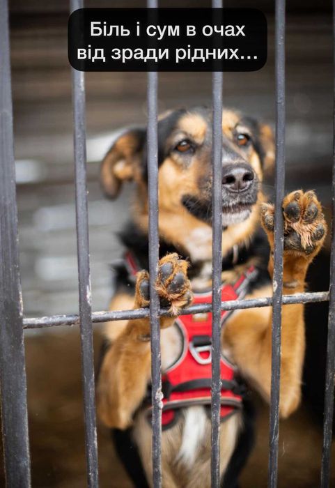 Герду зрадила сім'я.Вона чекає на дійсно хорошу! сім'ю в притулку