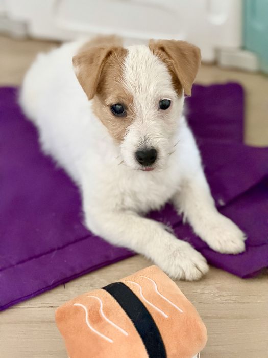 Suczka Jack Russell terrier ZKWP/FCI szorstkowlosa