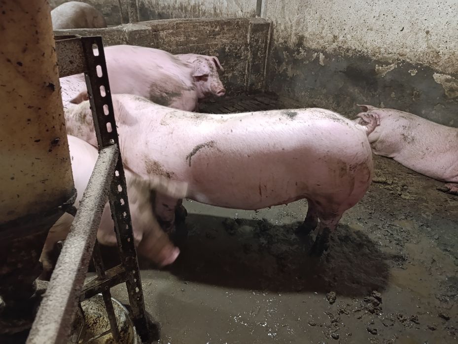 Продаються Свині жива вага 90  вага 170++