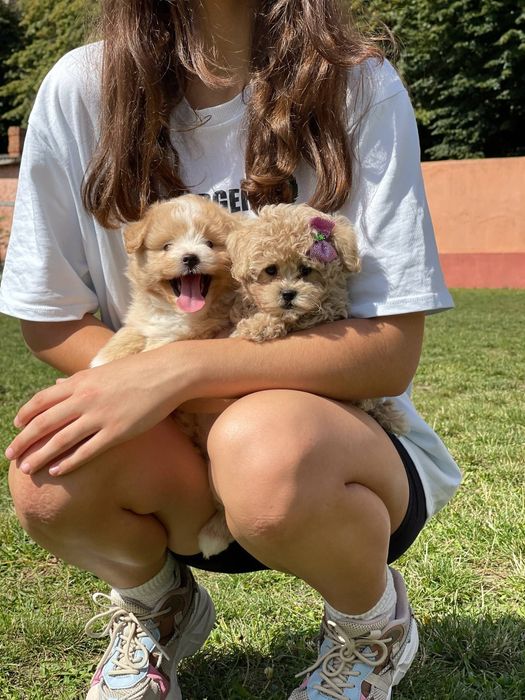 Хлопчик Мальтіпу цуценята – маленькі елітні пухнастики.  Мальт