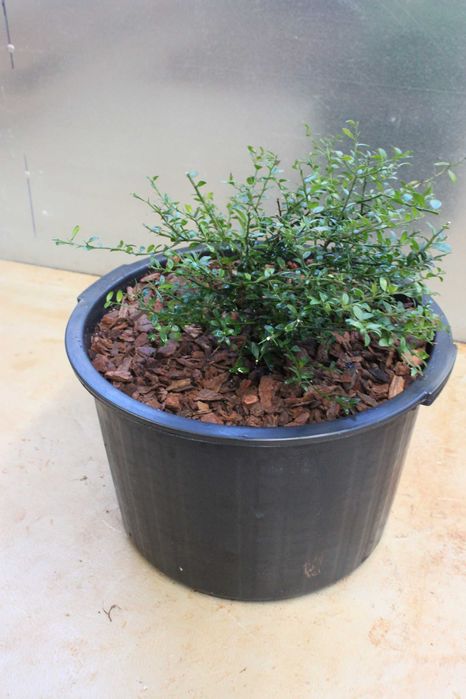 Red finger Limes / Limões Finger Vermelhos