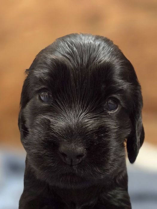 Cocker spaniel szczenięta