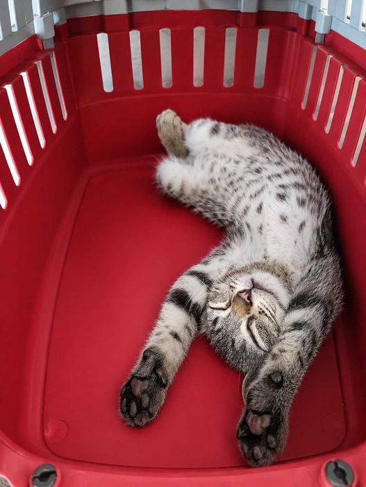 MACHO | Gatinho disponível para Adoção Responsável
