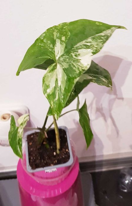 Syngonium Albo Variegata Unikat kolekcjonerski 28cm Nr 2