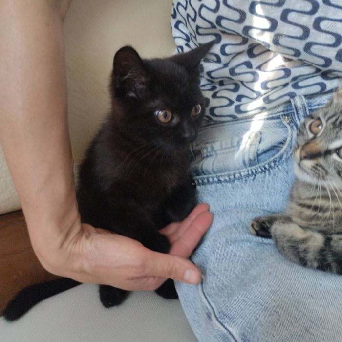 Кошенята в добрі руки!:>