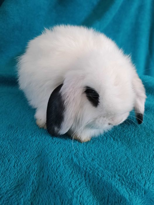 Króliki miniaturki Mini Lop