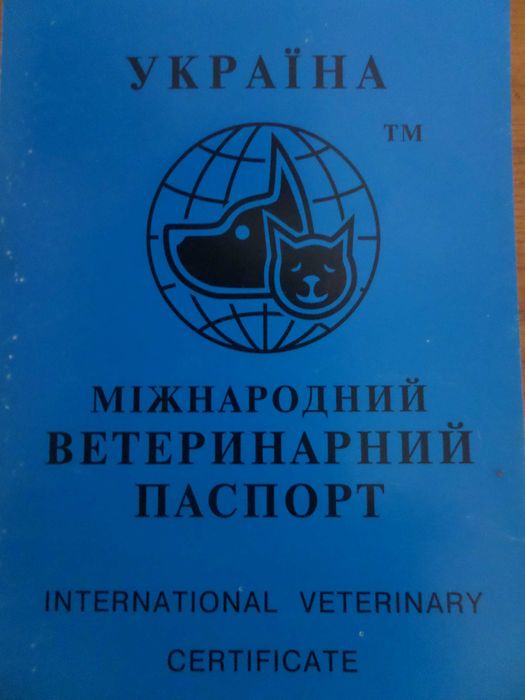 Цуценята породи Лабрадор ретривер.