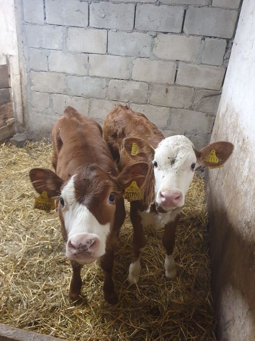 Jalowki zarlaki Simentale MM