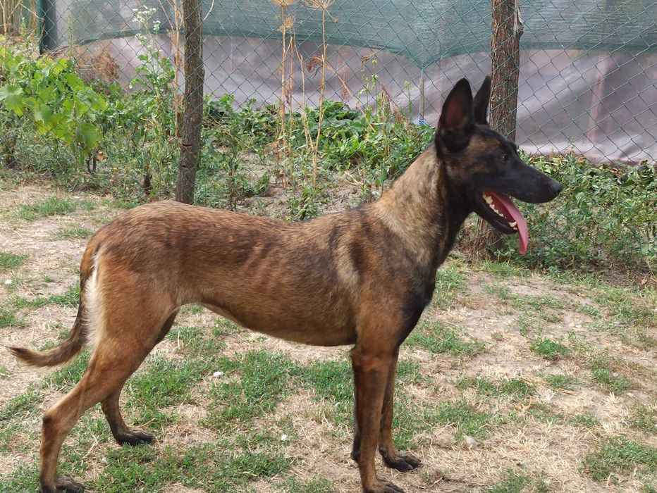 Бельгійська вівчарка