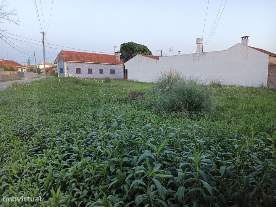 Terreno com 31m de frente para venda Bustos - Oliveira do Bairro