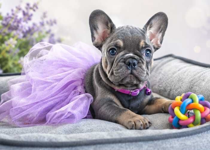 Filhote de cachorro Buldogue Francês