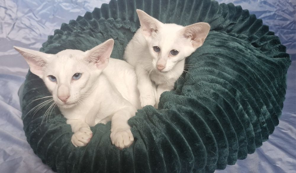 Peterbald koteczka