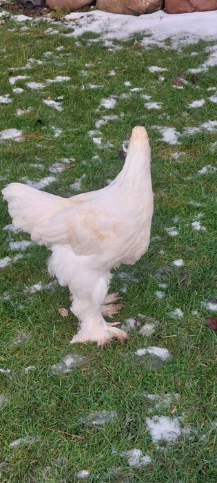 Brahma kogut lemon pyle