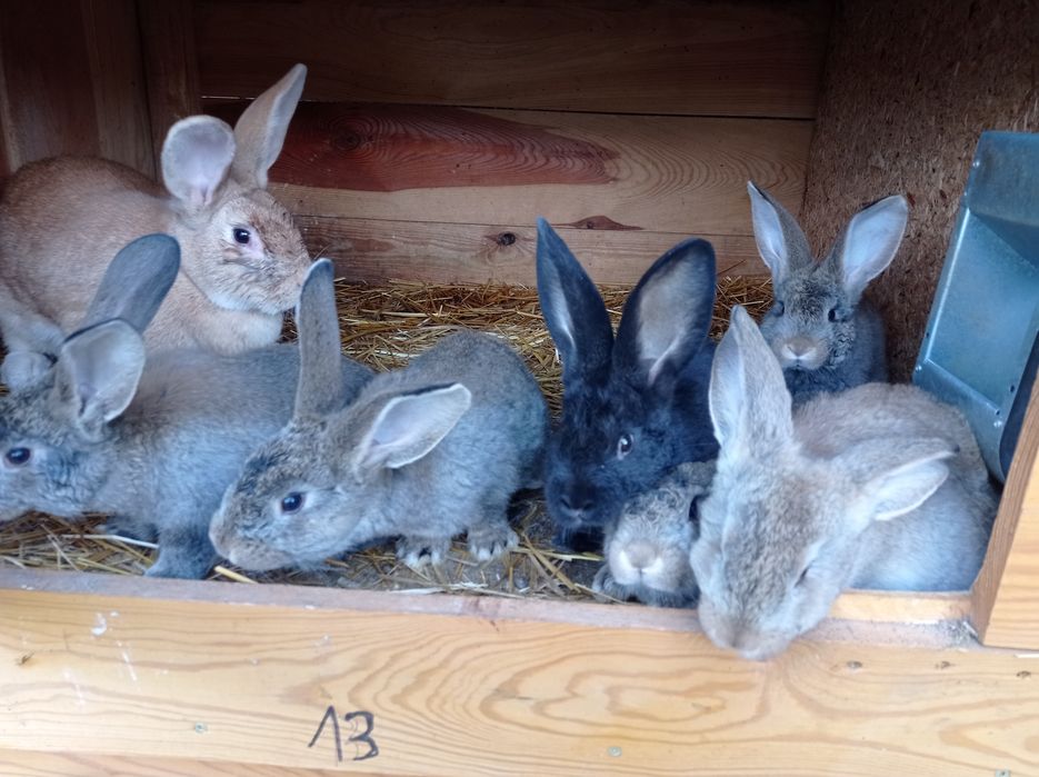 Sprzedam króliki