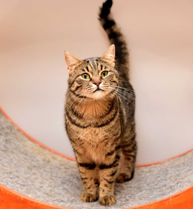 Шикарный кот Джек ищет свою семью