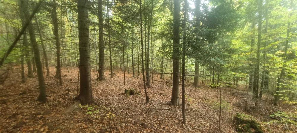 Działka leśna 25,7a – Łodygowice, pow. żywiecki - Widok 3