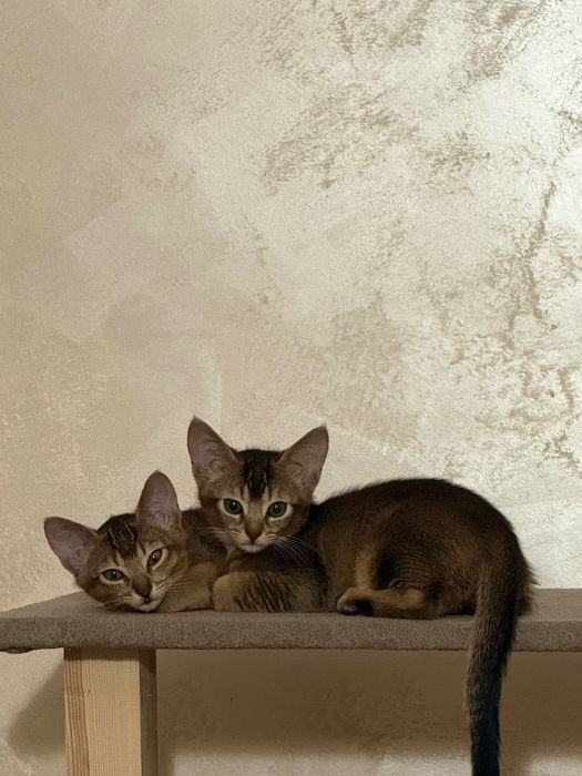 Абвссиньскі кошенята
